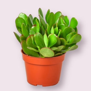 Jade