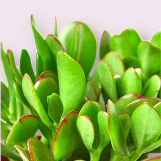Jade