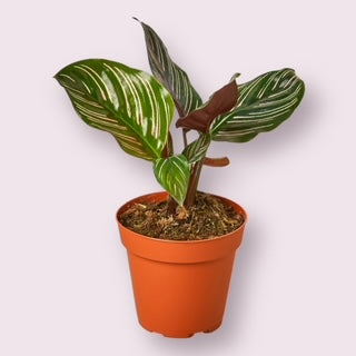 Pinstripe Calathea