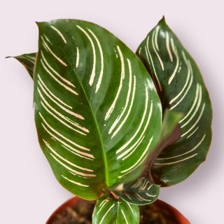 Pinstripe Calathea