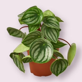 Watermelon Peperomia