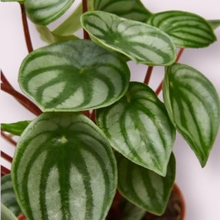 Watermelon Peperomia