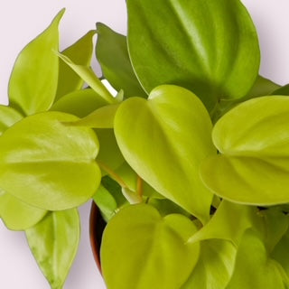 Neon Philodendron