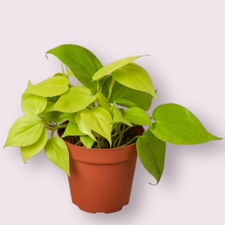 Neon Philodendron