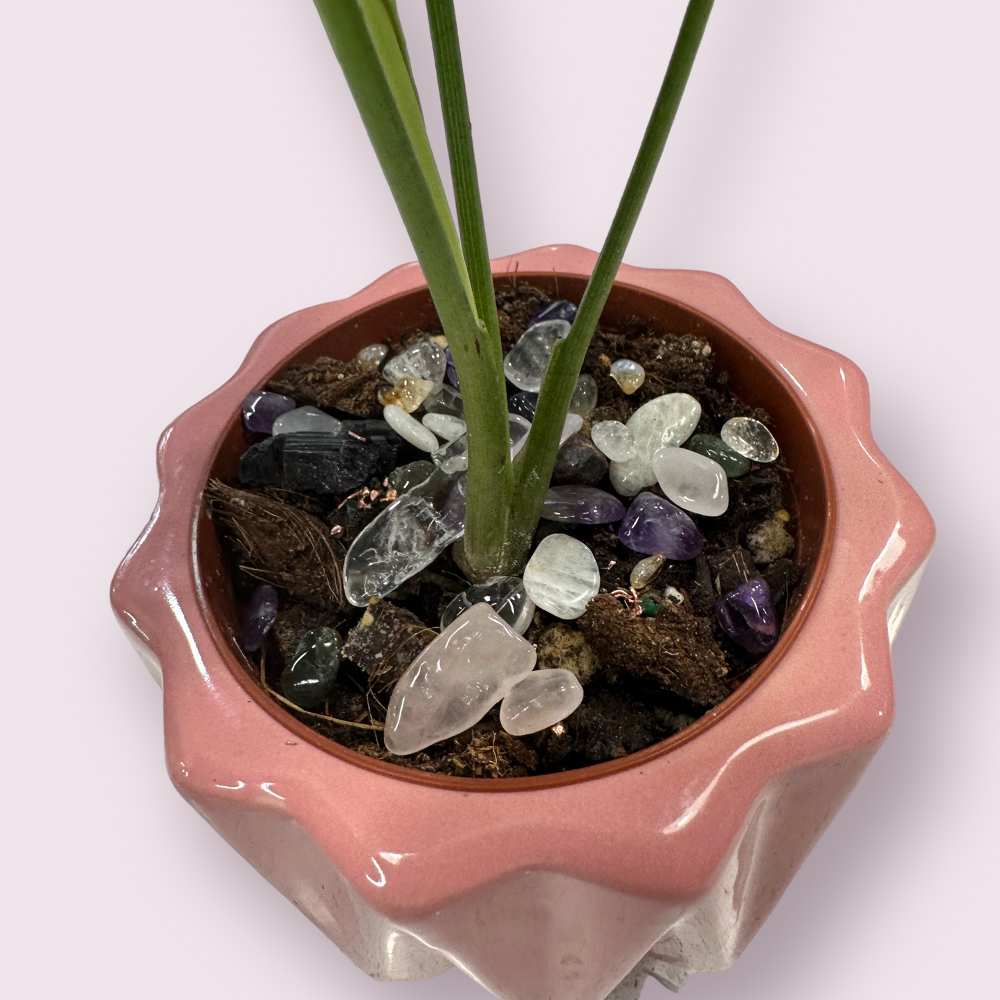 Crystal Confetti Packet for Plants