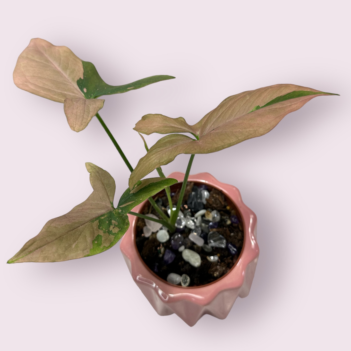 Crystal Confetti Packet for Plants