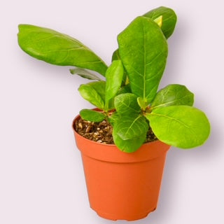 Fiddle-Leaf Fig