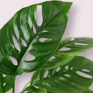 Monstera Adansonii