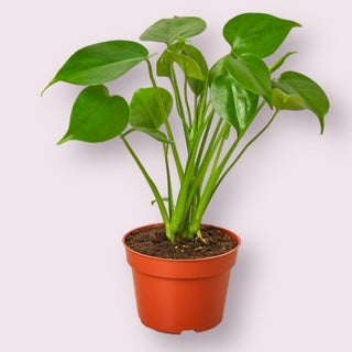 Monstera Deliciosa