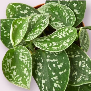 Satin Pothos