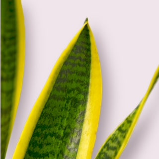 Snake Plant Laurentii