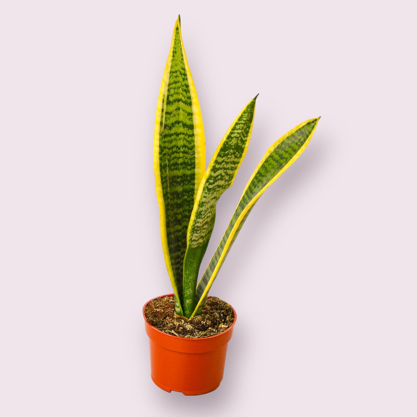 Snake Plant Laurentii