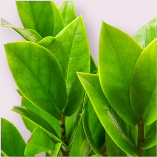 ZZ Plant