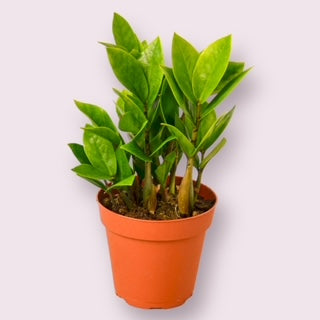 ZZ Plant