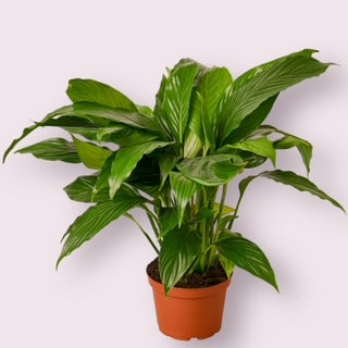 Peace Lily