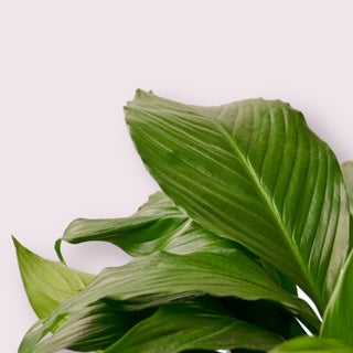 Peace Lily