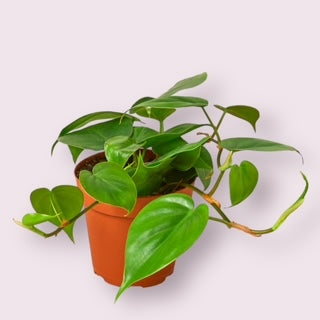 Heartleaf Philodendron