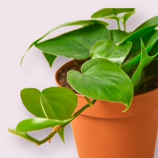 Heartleaf Philodendron