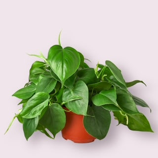 Heartleaf Philodendron