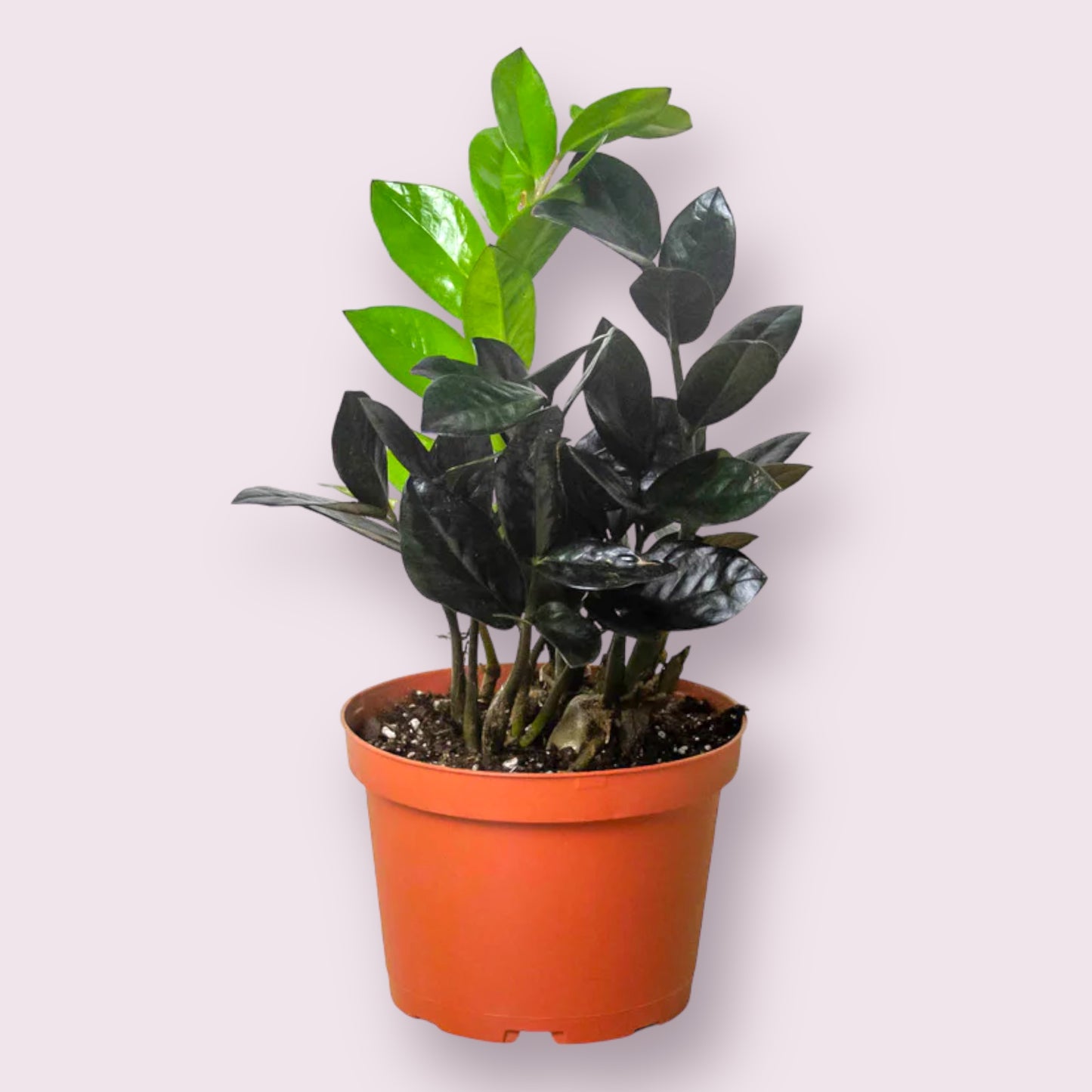 Raven ZZ Plant