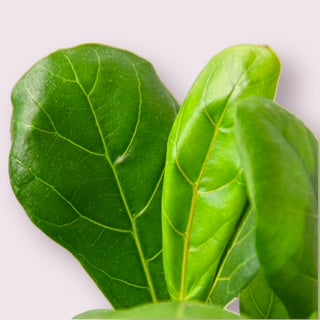 Fiddle-Leaf Fig