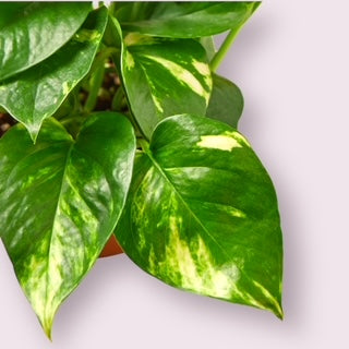 Golden Pothos