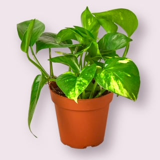 Golden Pothos