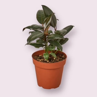 Ficus Burgundy