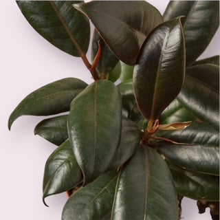 Ficus Burgundy