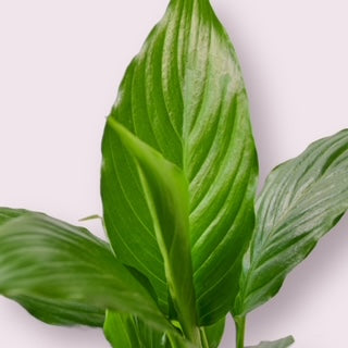 Peace Lily