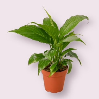 Peace Lily