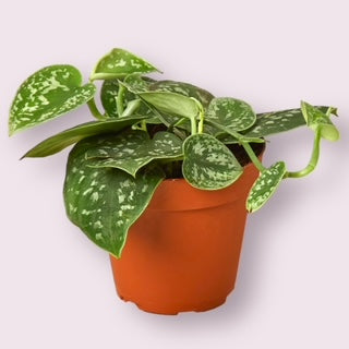 Satin Pothos